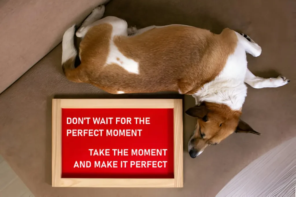 The Silent Struggle Signs Your Dog May Have Anxiety